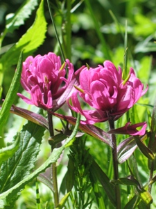 Castilleja rhexiifolia